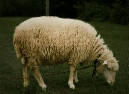 Kurban Azija – kurban azija, kurban kupovina, kurban donacija, kurban sadaka, kurban bajram