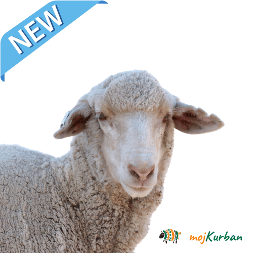 Kurban Azija – kurban azija, kurban kupovina, kurban donacija, kurban sadaka, kurban bajram