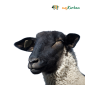 Kurban Mekka optional photo 85x85